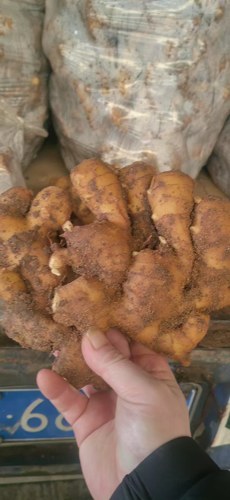 山东大姜窖藏生姜大量现货版型好颜色黄可大量发货
