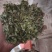 鸡骨草30斤/1件，大叶鸡骨草，想要货的请在一亩田留言