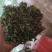 鸡骨草30斤/1件，大叶鸡骨草，想要货的请在一亩田留言