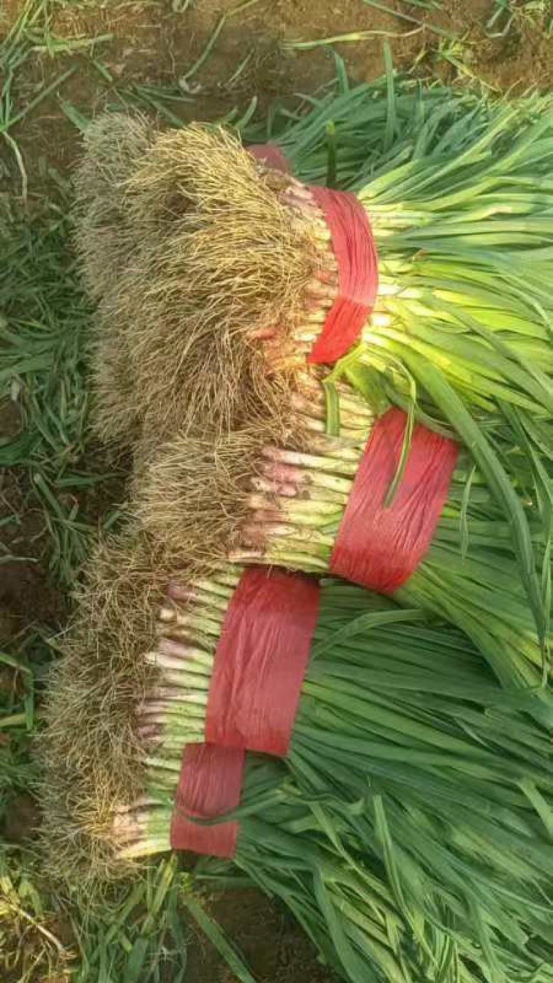 红根蒜苗