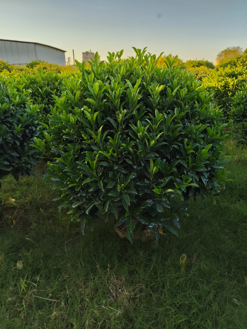 非洲茉莉球80-2米高大量出售自家基地现货需要联系