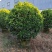 非洲茉莉球80-2米高大量出售自家基地现货需要联系