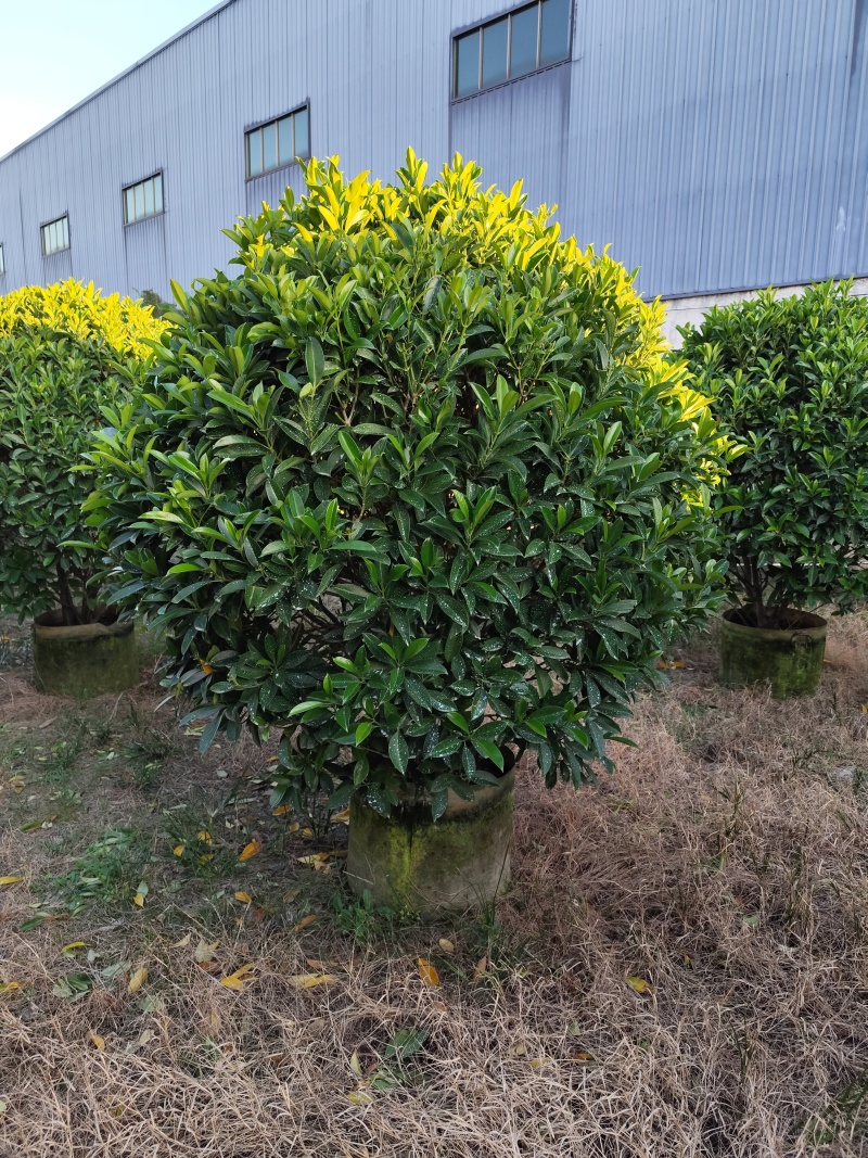 非洲茉莉球80-2米高大量出售自家基地现货需要联系