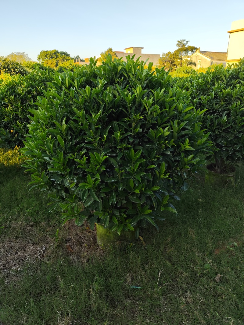 非洲茉莉球80-2米高大量出售自家基地现货需要联系