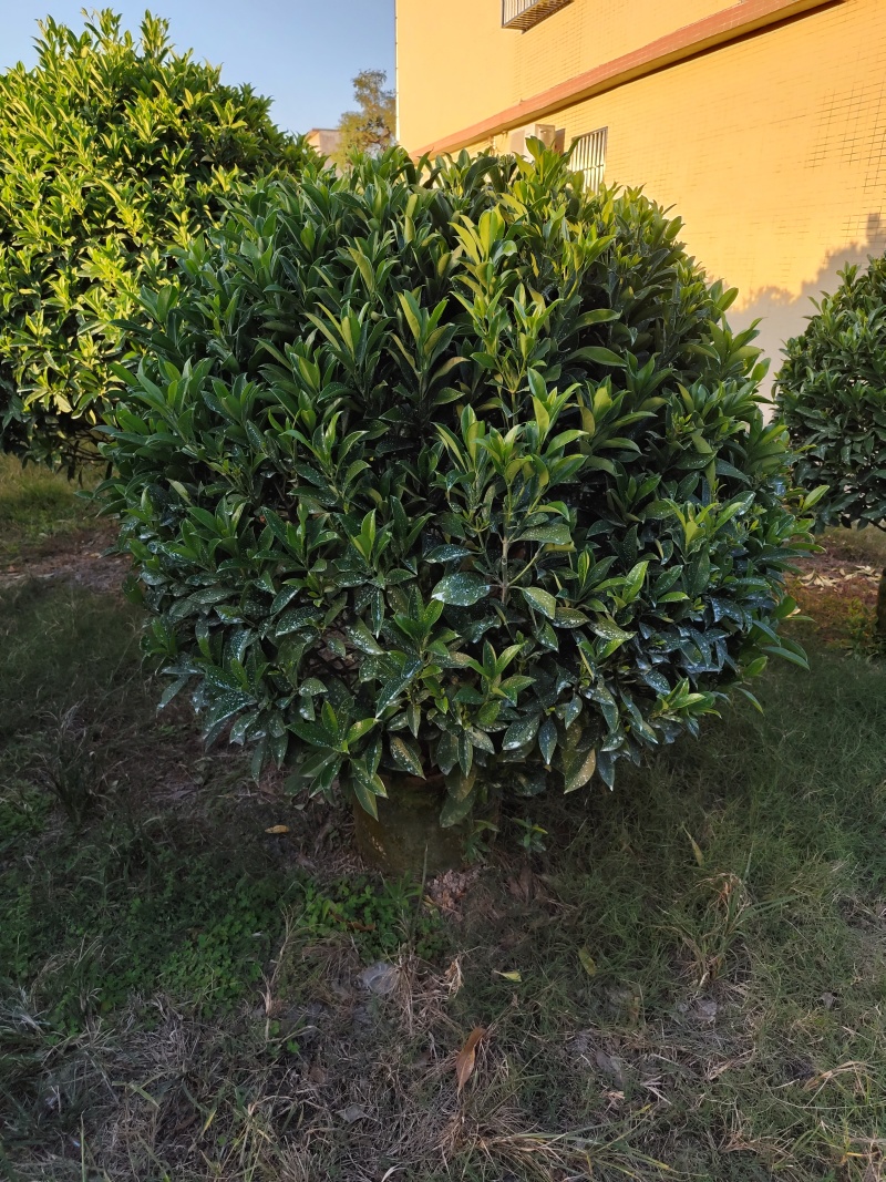 非洲茉莉球80-2米高大量出售自家基地现货需要联系