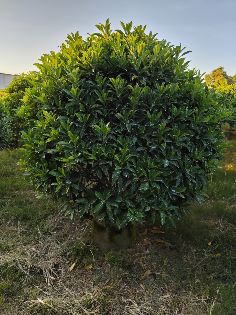 非洲茉莉球80-2米高大量出售自家基地现货需要联系
