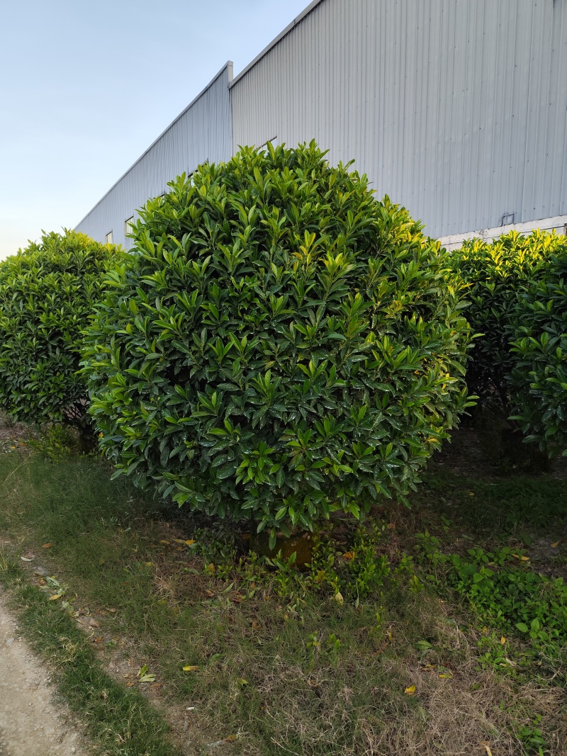 非洲茉莉球80-2米高大量出售自家基地现货需要联系
