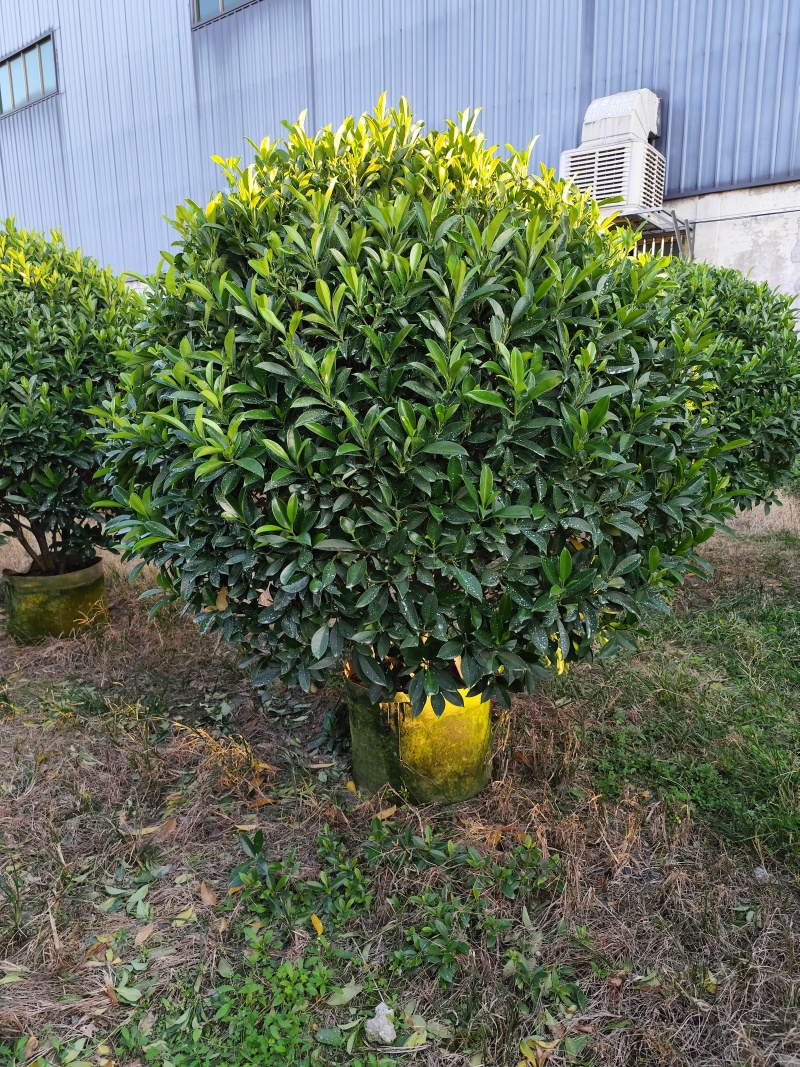 非洲茉莉球80-2米高大量出售自家基地现货需要联系
