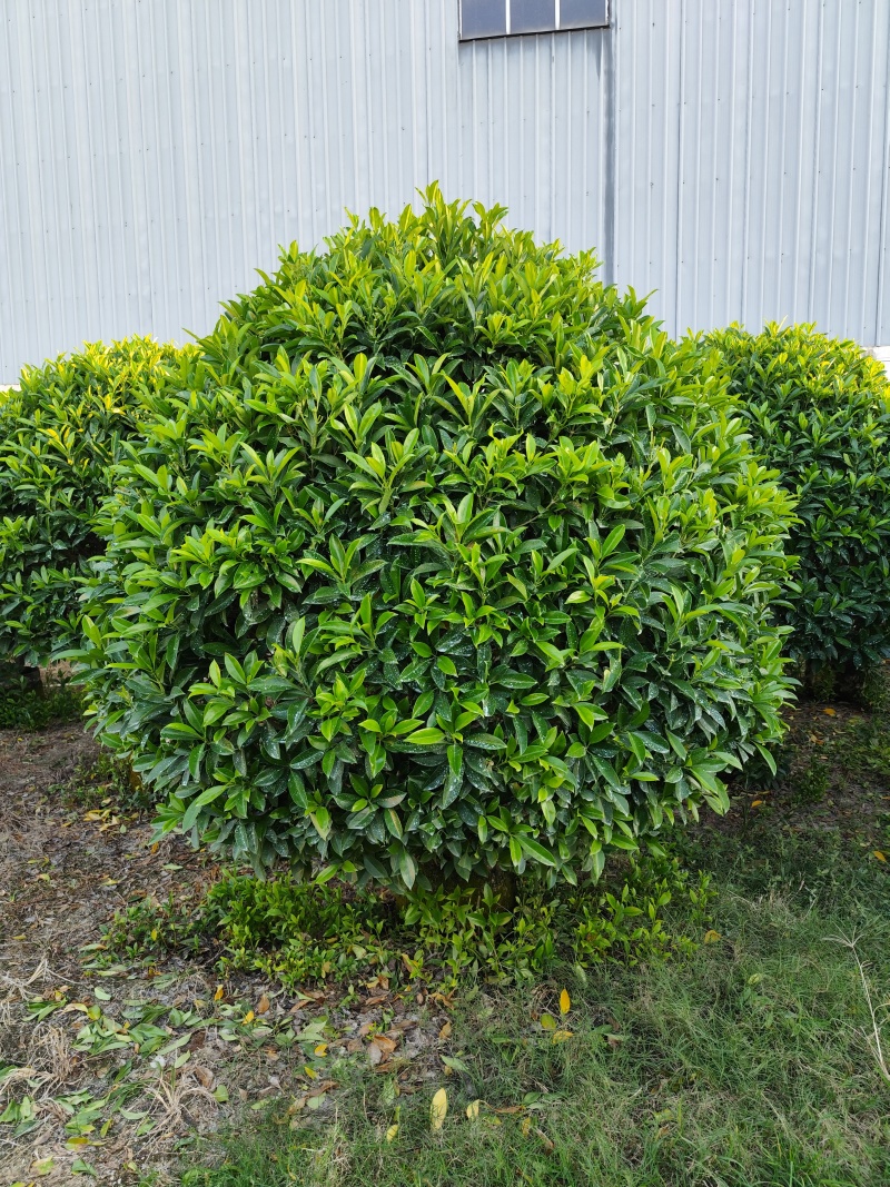 非洲茉莉球80-2米高大量出售自家基地现货需要联系