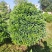 非洲茉莉球80-2米高大量出售自家基地现货需要联系