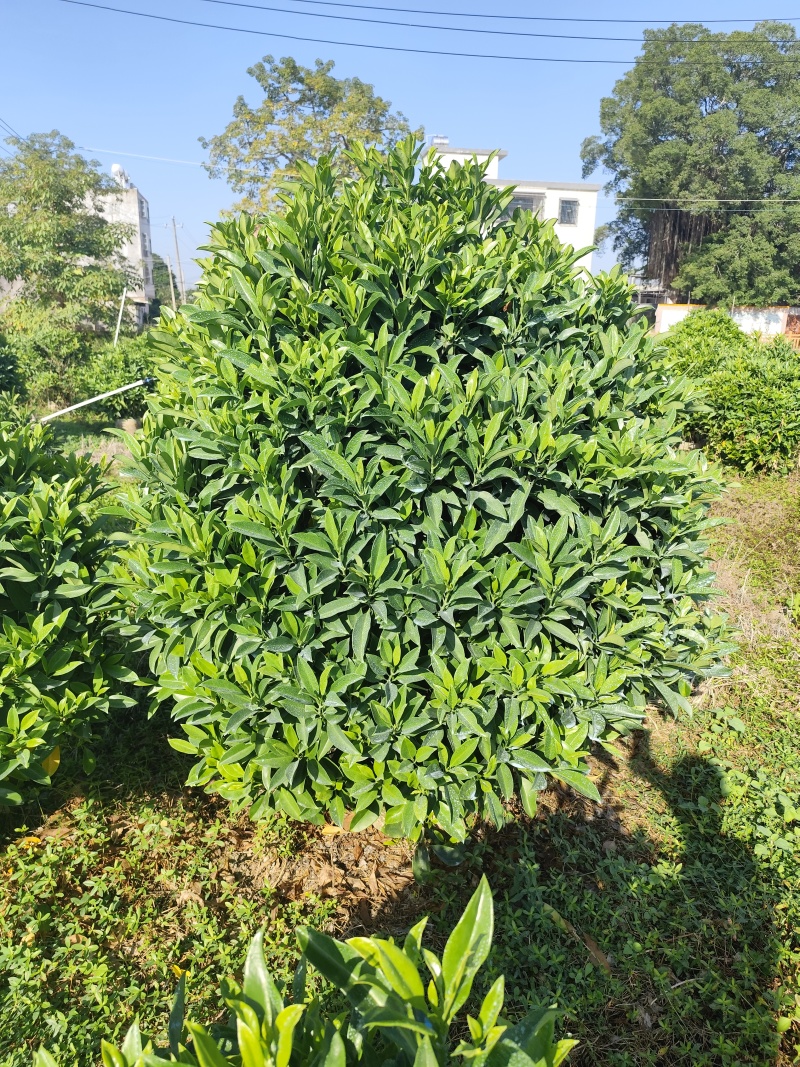 非洲茉莉球80-2米高大量出售自家基地现货需要联系