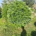 非洲茉莉球80-2米高大量出售自家基地现货需要联系