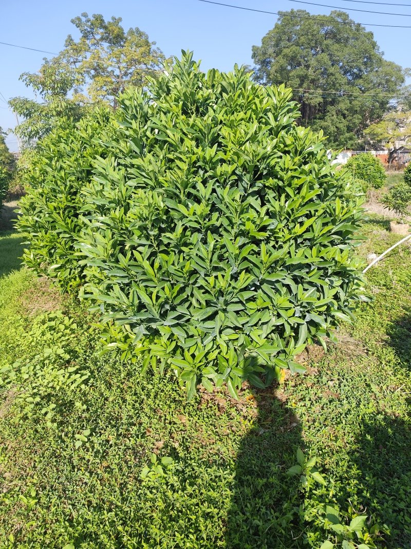 非洲茉莉球80-2米高大量出售自家基地现货需要联系