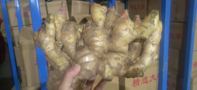 大黄姜窖藏大姜产地批发大姜货源充足产地一手货源