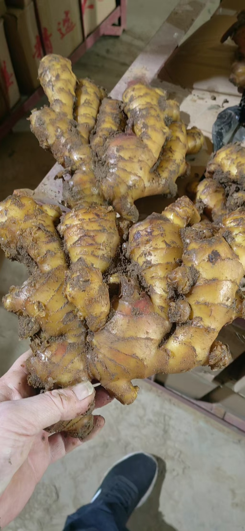 大黄姜窖藏大姜产地批发大姜货源充足产地一手货源