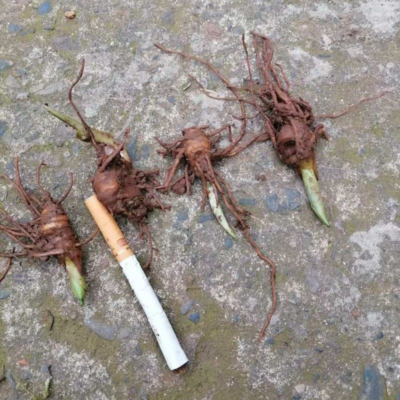 高杆多芽华重楼苗