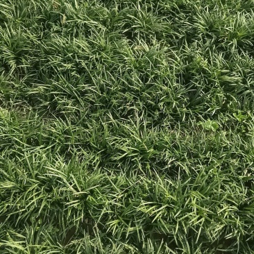 玉龙草