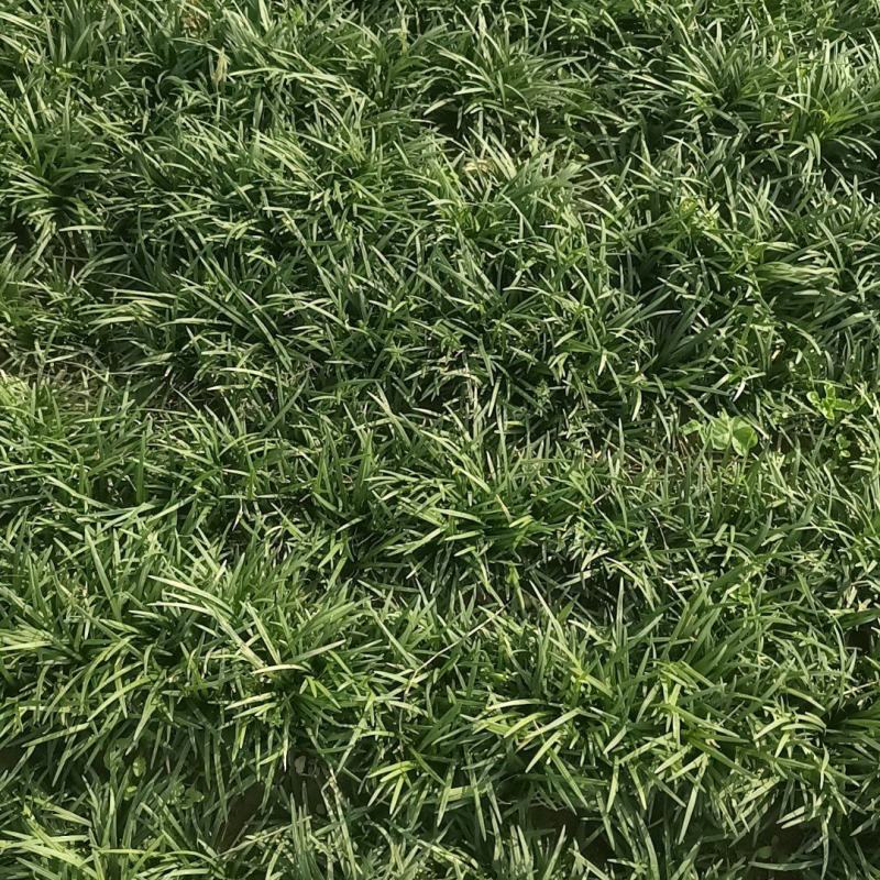 玉龙草