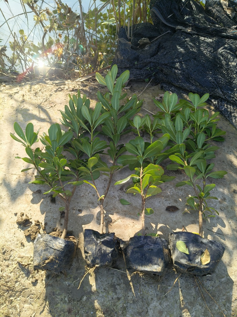 海桐大杯高度40cm，基地有量，价格优欢迎来一亩田订购。