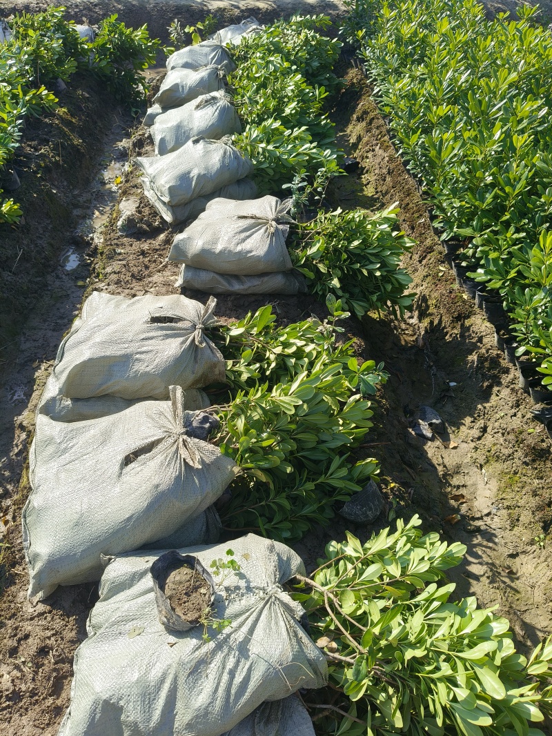 海桐大杯高度40cm，基地有量，价格优欢迎来一亩田订购。
