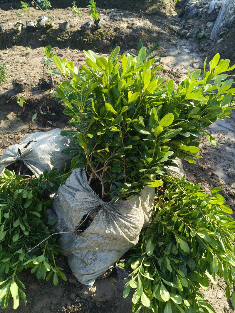 海桐大杯高度40cm，基地有量，价格优欢迎来一亩田订购。