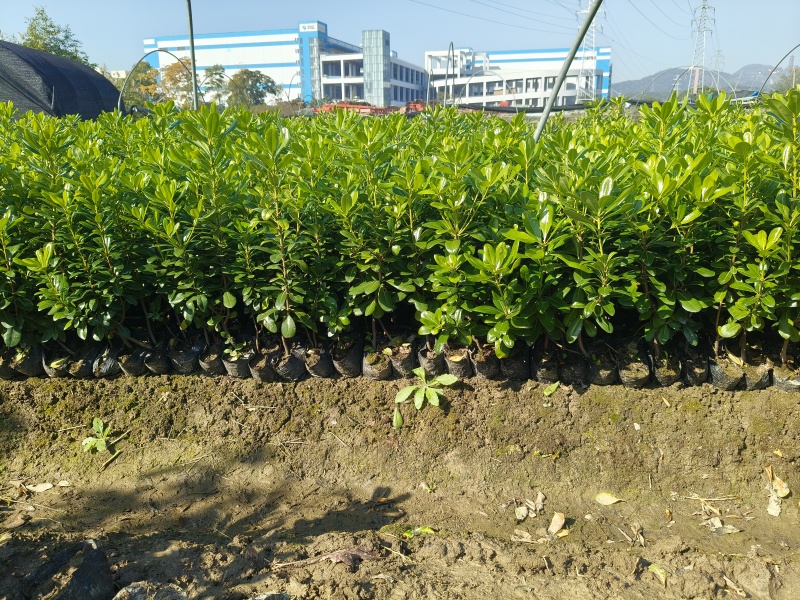 海桐大杯高度40cm，基地有量，价格优欢迎来一亩田订购。