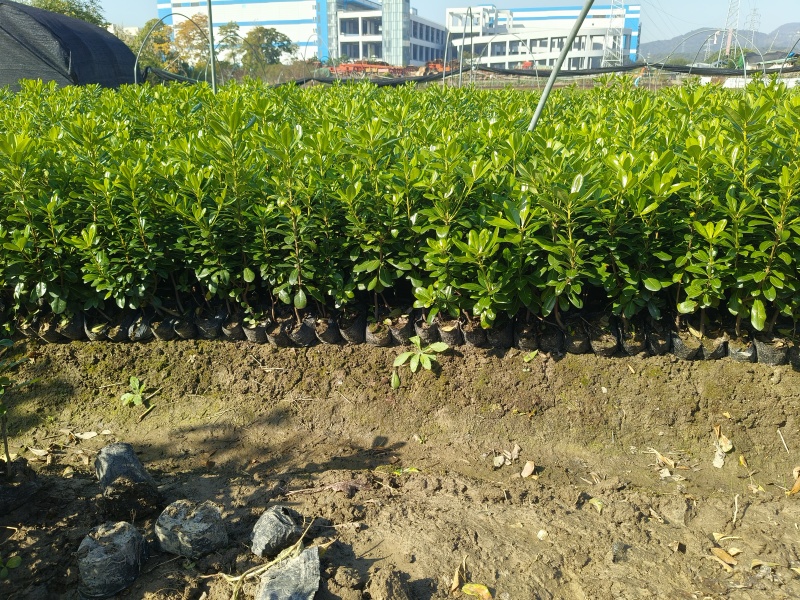 海桐大杯高度40cm，基地有量，价格优欢迎来一亩田订购。