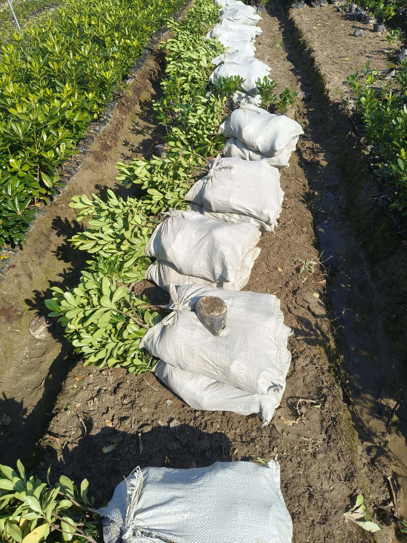 海桐大杯高度40cm，基地有量，价格优欢迎来一亩田订购。