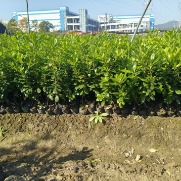 海桐大杯高度40cm，基地有量，价格优欢迎来一亩田订购。