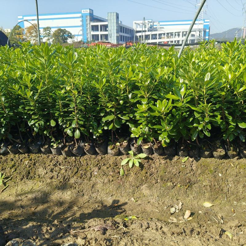 海桐大杯高度40cm，基地有量，价格优欢迎来一亩田订购。