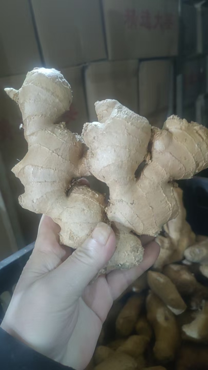 山东大姜烘干大姜产地批发版型大货源充足