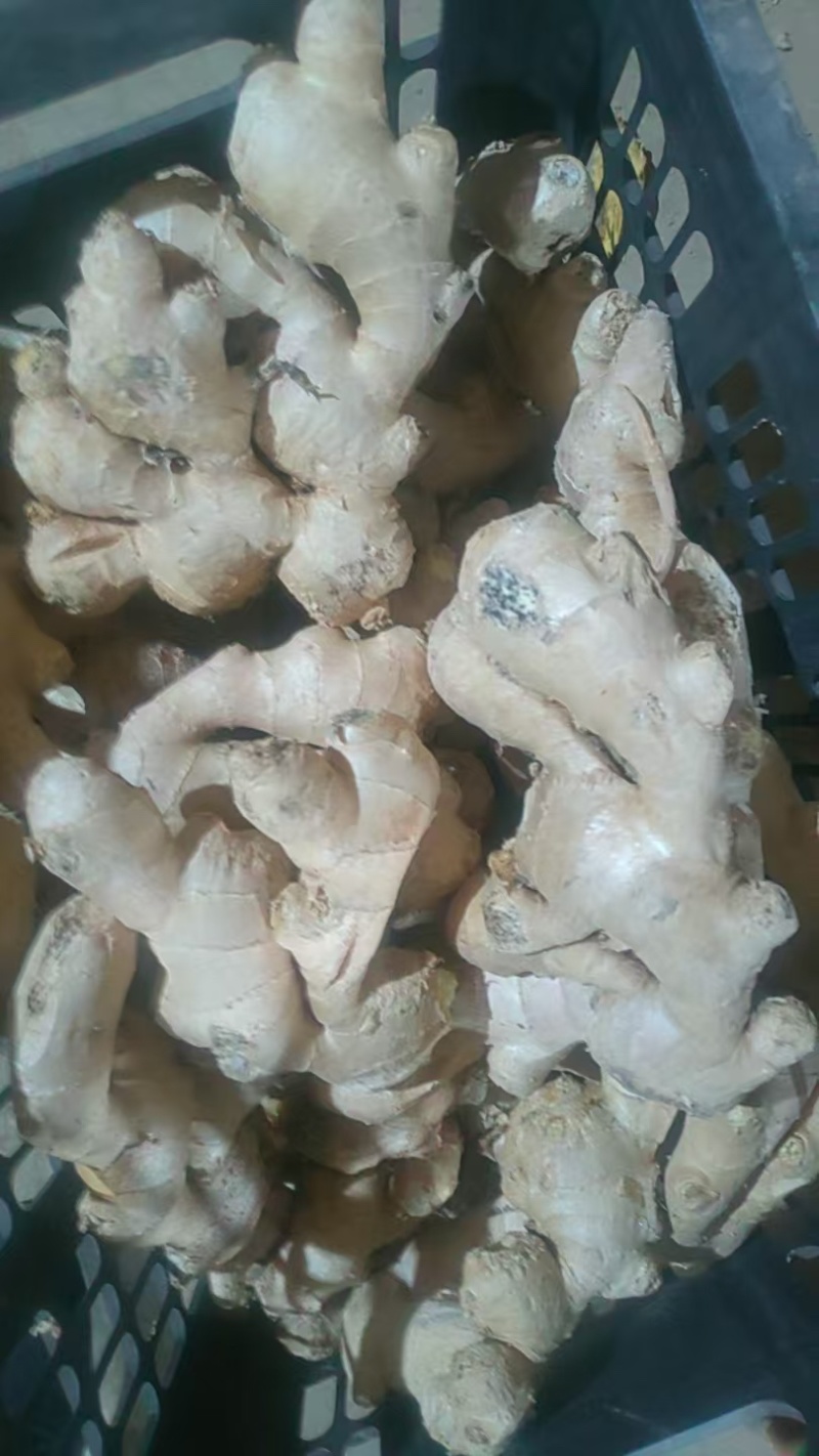 山东大姜烘干大姜产地批发版型大货源充足