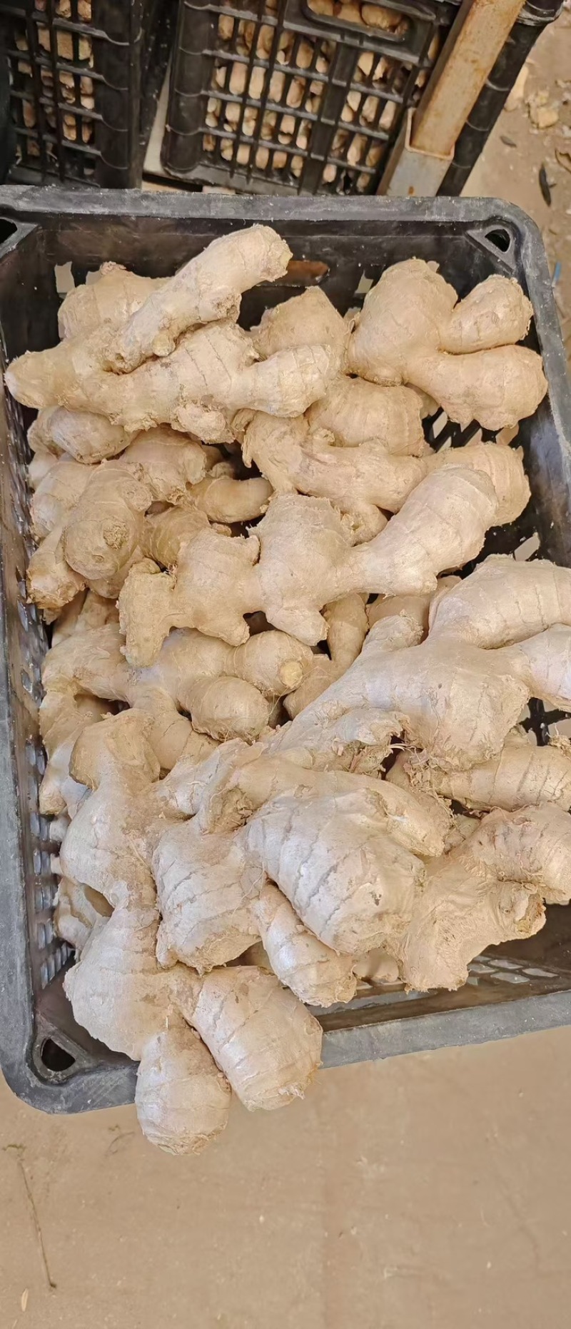 山东大姜烘干大姜产地批发版型大货源充足