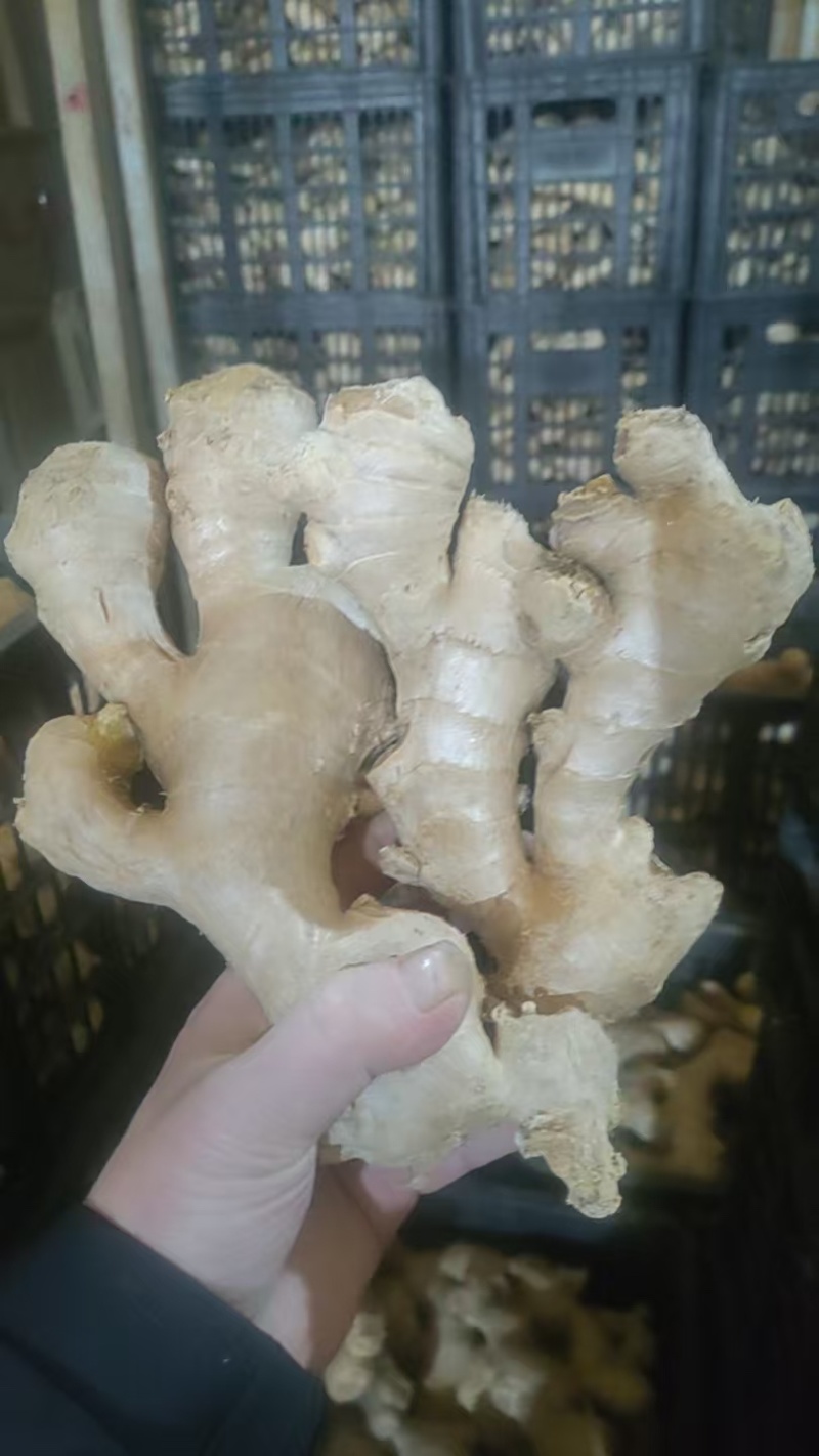 山东大姜烘干大姜产地批发版型大货源充足