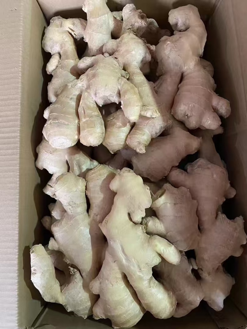 山东大姜烘干大姜产地批发版型大货源充足