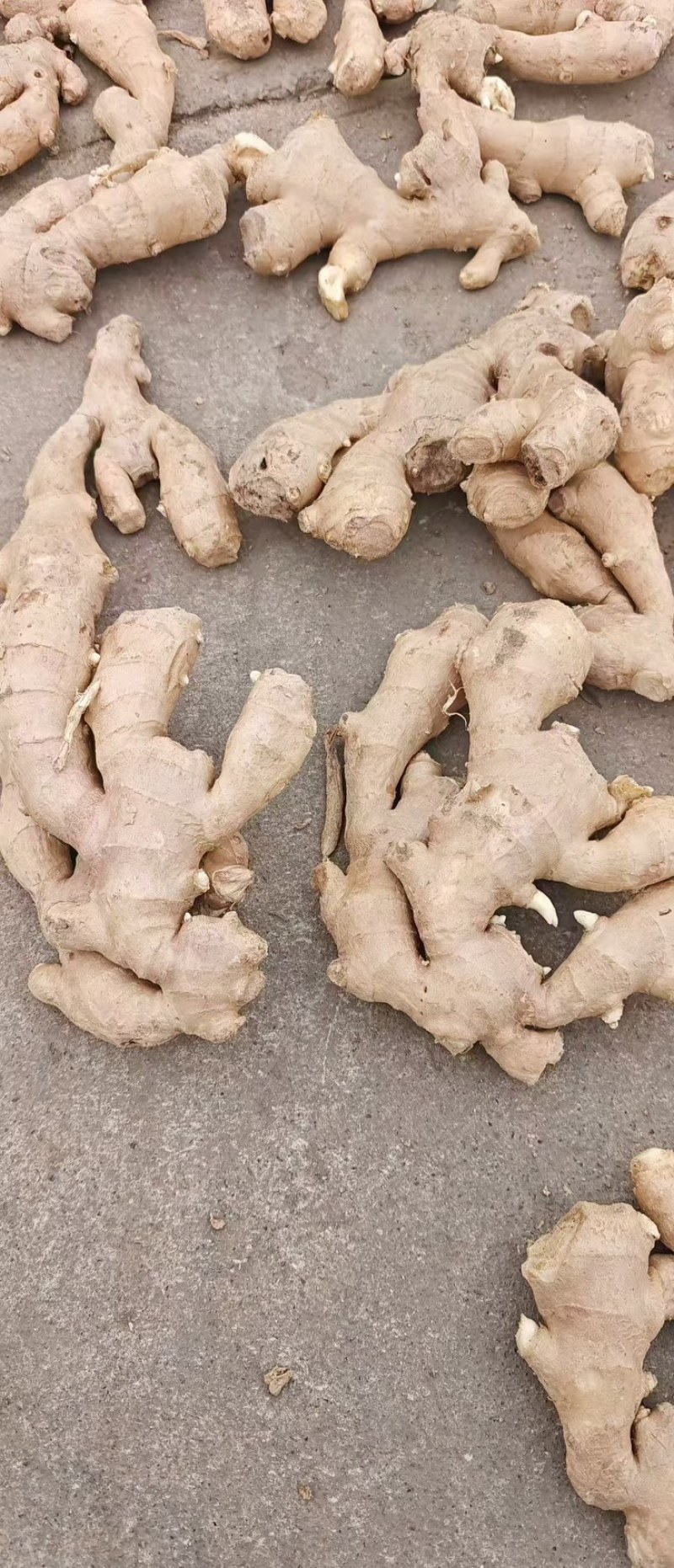 山东大姜烘干大姜产地批发版型大货源充足