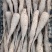 山药豆苗