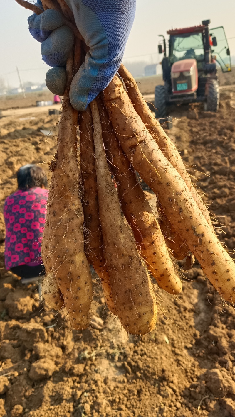 山药豆苗
