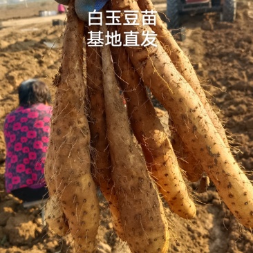 山药豆苗
