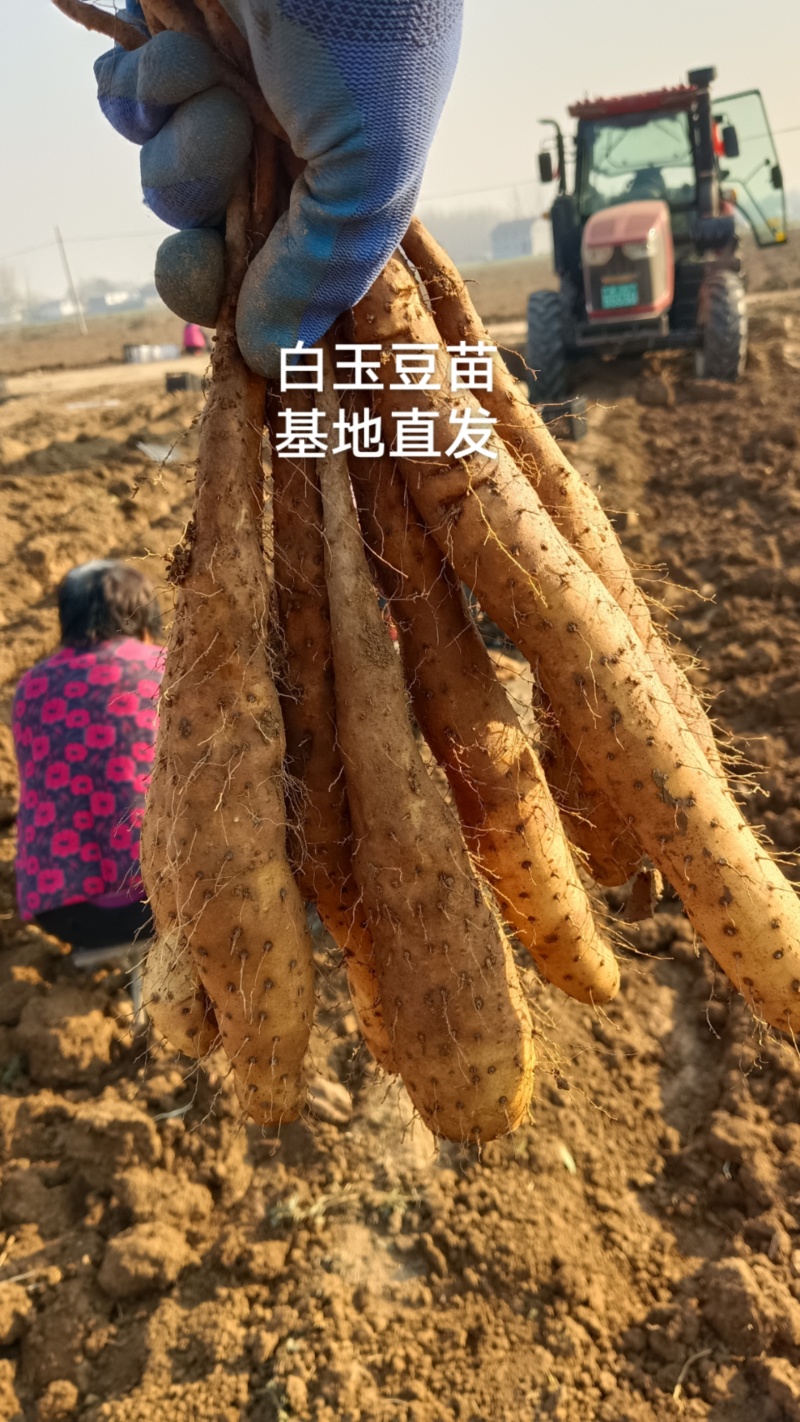 山药豆苗