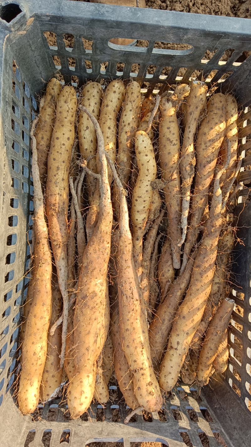山药豆苗