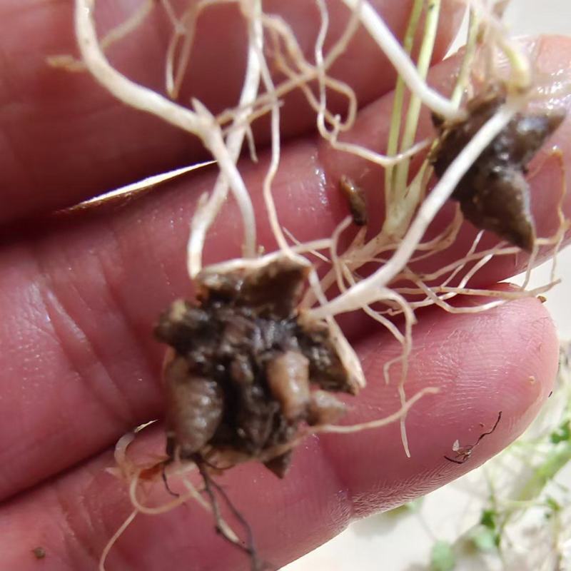 猫爪草种苗两年家种驯化苗