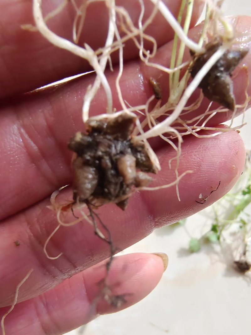 猫爪草种苗两年家种驯化苗