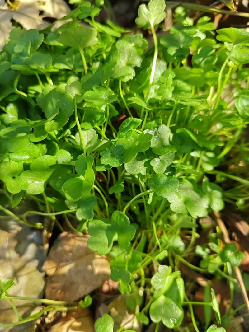 猫爪草种苗两年家种驯化苗