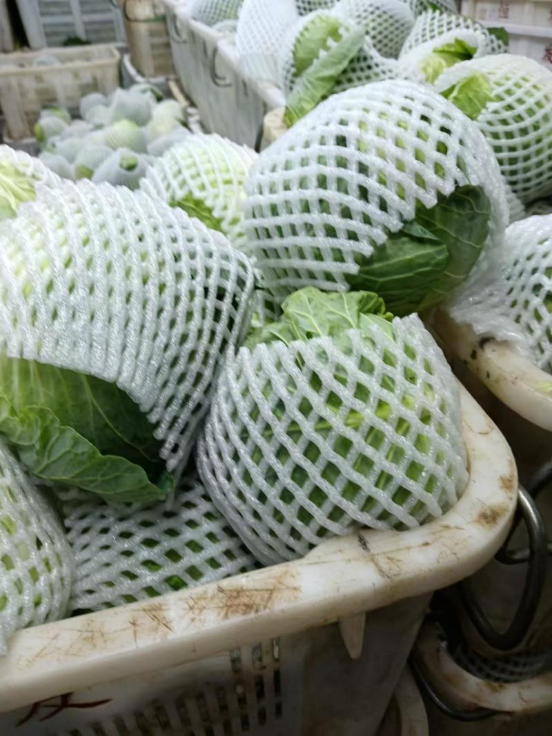 包菜
