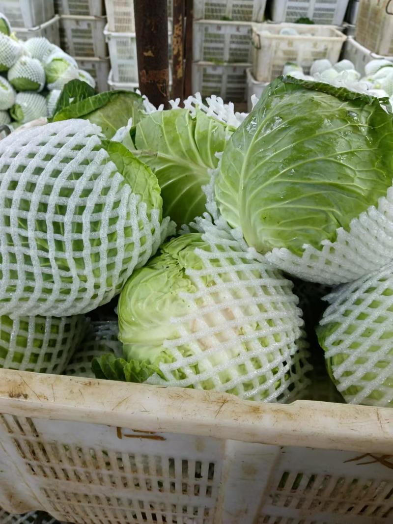 包菜