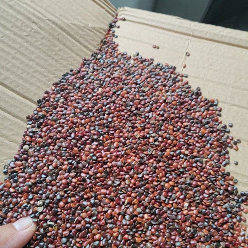 枳椇子拐枣籽万寿果子拐枣子