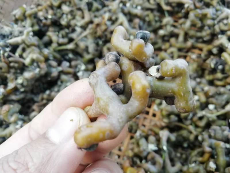 枳椇子拐枣籽万寿果子拐枣子