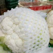 白椰花
