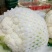 白椰花